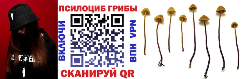 MEGA онион  Аргун  Галлюциногенные грибы Psilocybe 