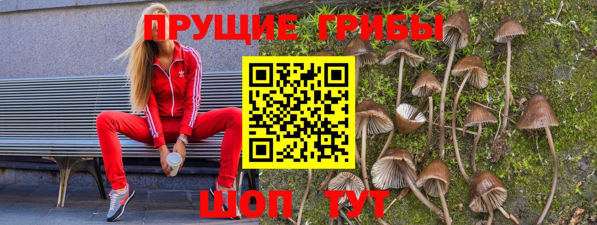 Псилоцибиновые грибы Psilocybe Аргун