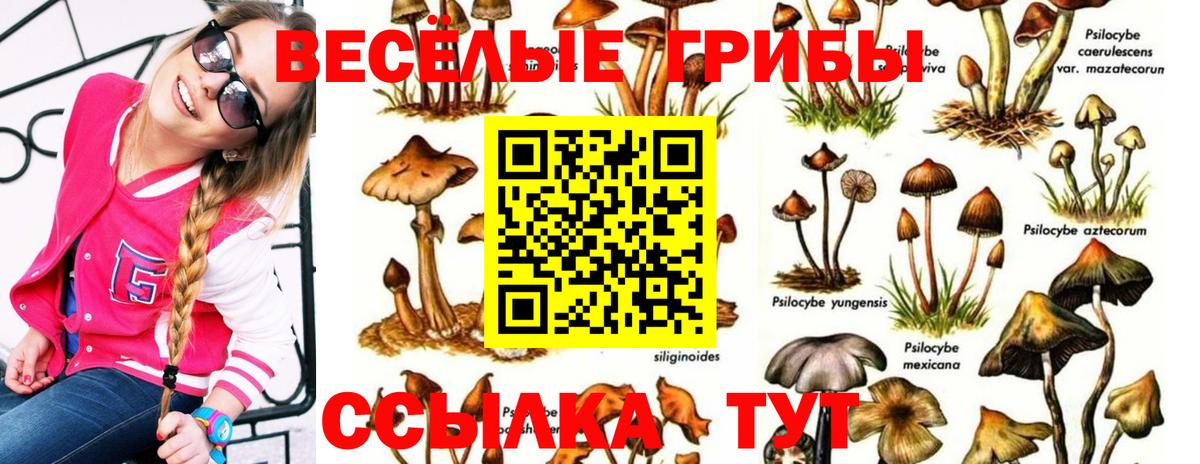 Аргун  Псилоцибиновые грибы мицелий  Вход с VPN 