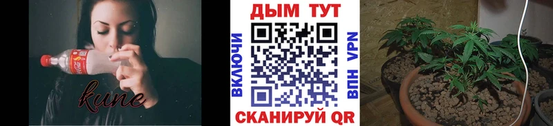 Шишки марихуана планчик  блэк спрут маркетплейс  Аргун 